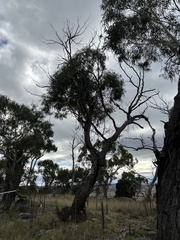 Eucalyptus viminalis
