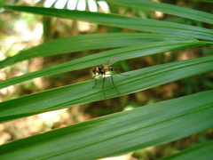 Cholomyia inaequipes