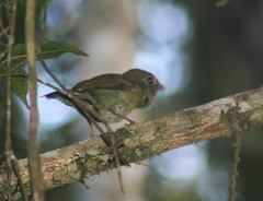 Chiroxiphia caudata