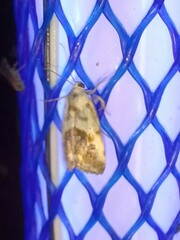 Ponometia candefacta