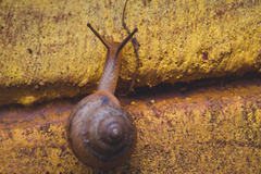 Ganesella saurivonga