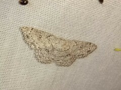 Cyclophora pendulinaria