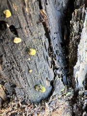 Trichoderma gelatinosum