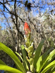 Guzmania monostachia