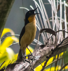 Donacobius atricapilla