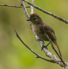 Thamnophilus ruficapillus