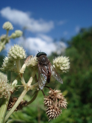 Diptera