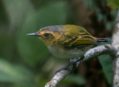 Poecilotriccus plumbeiceps