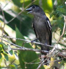Pachyramphus polychopterus