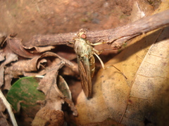 Chiromyzinae