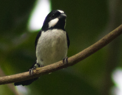 Sporophila lineola