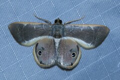 Opisthoxia