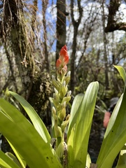 Guzmania monostachia