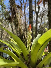 Guzmania monostachia