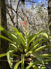 Guzmania monostachia