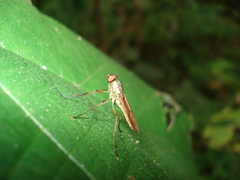 Chiromyzinae