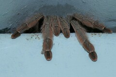 Psalmopoeus pulcher