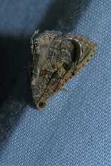 Eulepidotis hemithea