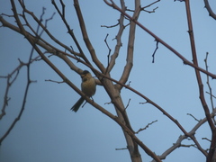 Aegithalos glaucogularis