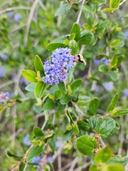 Ceanothus tomentosus