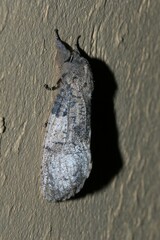 Psychonoctua
