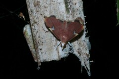 Deuterophysa asychanalis