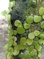 Pyrrosia