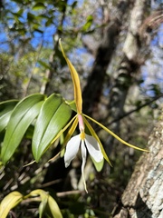 Epidendrum nocturnum