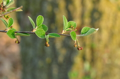 Cotoneaster integerrimus