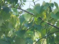 Tilia mandshurica