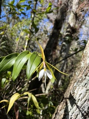 Epidendrum nocturnum