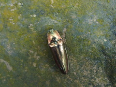 Campsosternus auratus