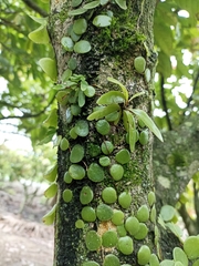 Pyrrosia