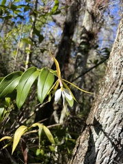 Epidendrum nocturnum