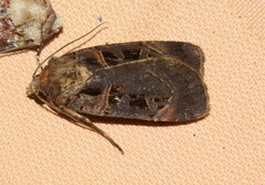 Pseudohermonassa tenuicula