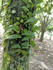 Pyrrosia