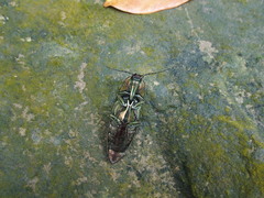 Campsosternus auratus