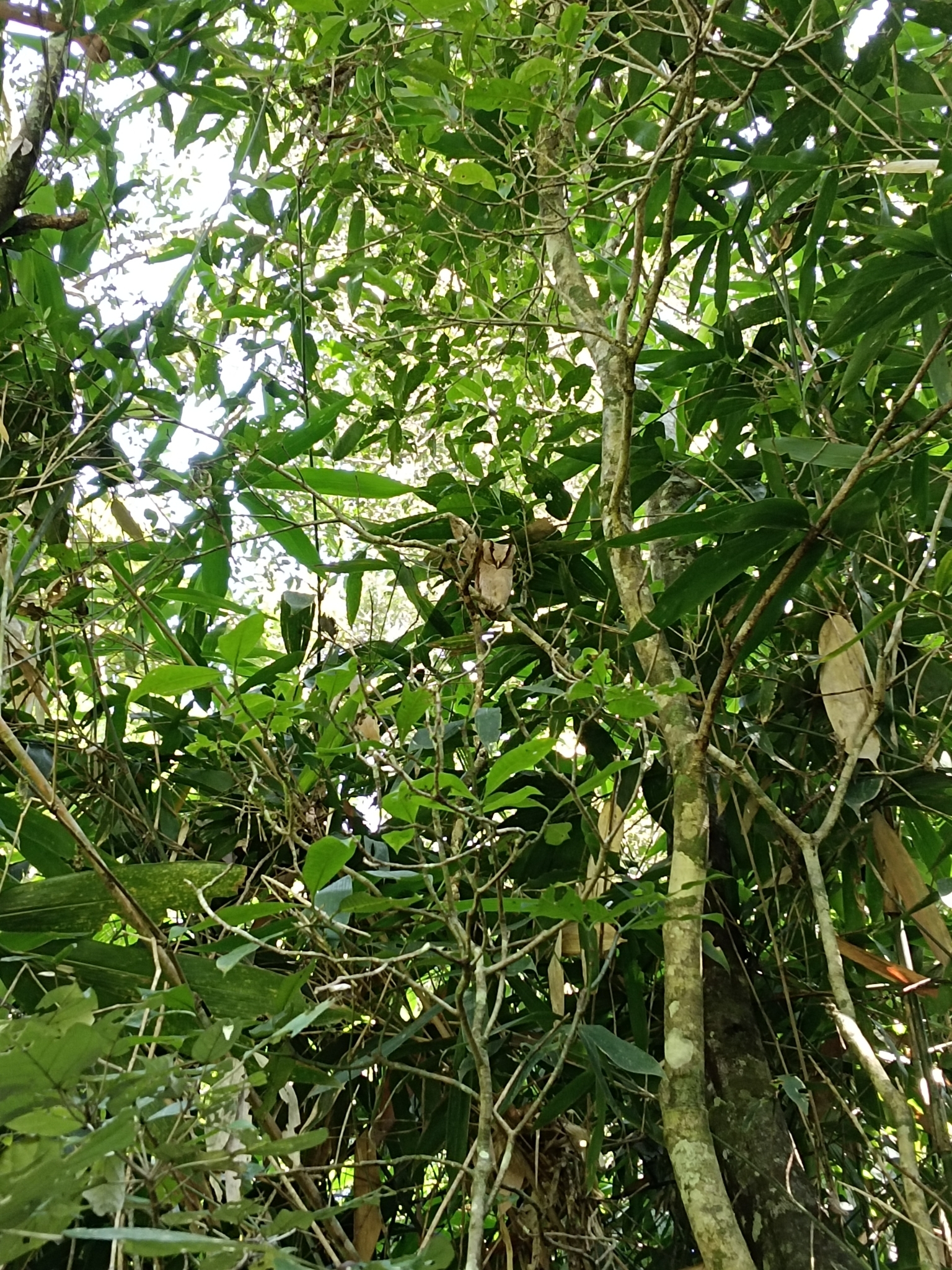 Sri Lanka Bay Owl (Phodilus assimilis), photo 7