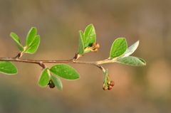 Cotoneaster integerrimus
