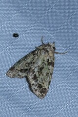 Drobeta poliosema