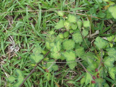 Urena procumbens