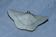 Thiachroia deilinias