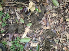 Elephas maximus indicus