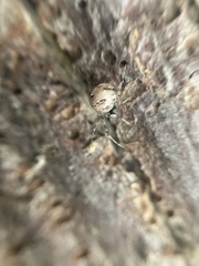 Cryptachaea blattea