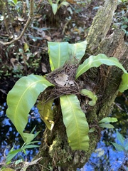 Asplenium serratum