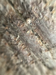 Cryptachaea blattea