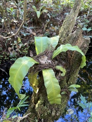 Asplenium serratum