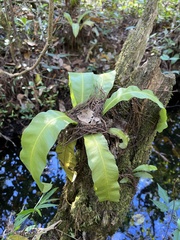 Asplenium serratum