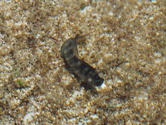 Istiblennius
