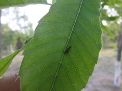 Coelopidae